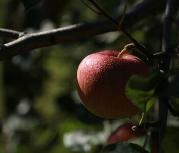 Står dit æbletræ virkelig inde ved naboen eller ligger dit hus indover skel?